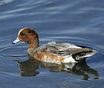 Canard siffleur