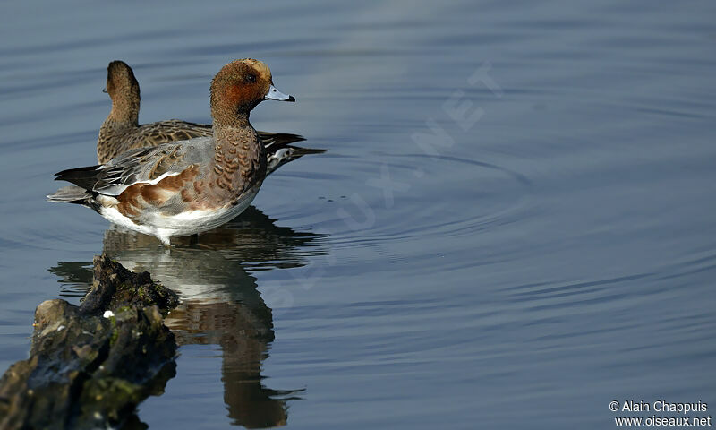 Eurasian Wigeon adult post breeding, identification, Behaviour