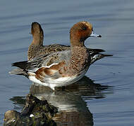 Canard siffleur