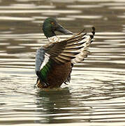 Canard souchet