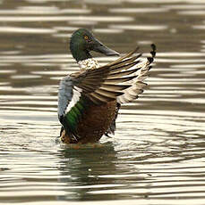 Canard souchet