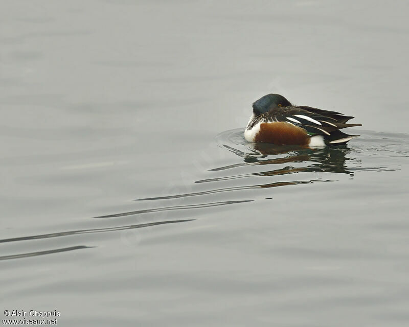 Northern Shoveler male adult post breeding, identification, Behaviour