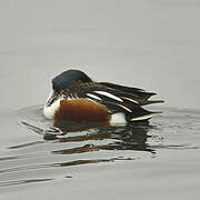 Northern Shoveler