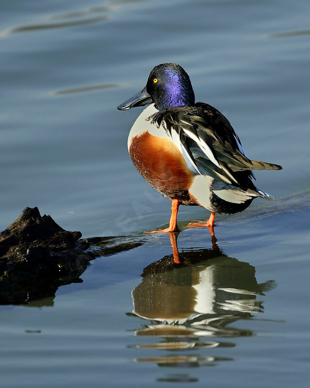 Canard souchet mâle adulte, identification, Comportement