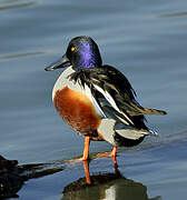 Northern Shoveler