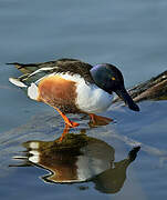 Northern Shoveler