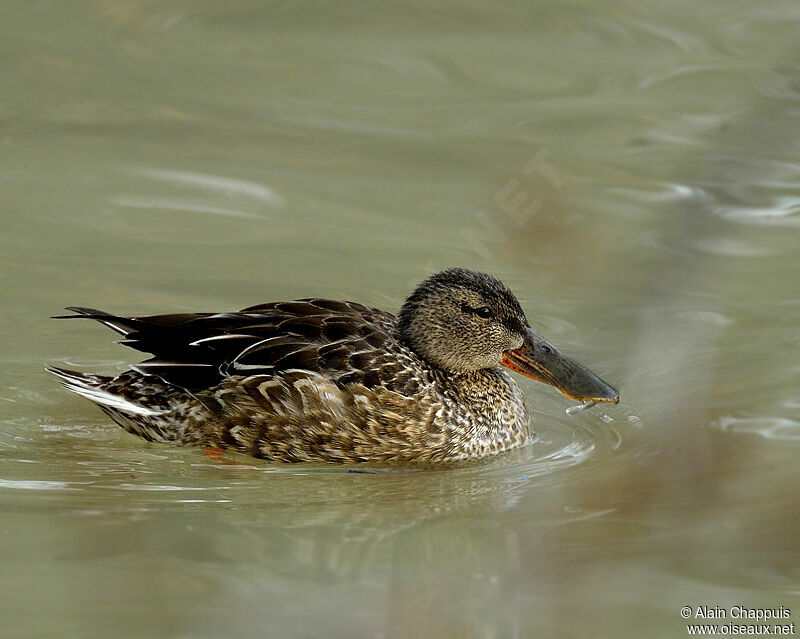 Northern Shoveler female adult, identification, Behaviour