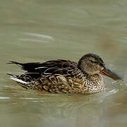 Canard souchet