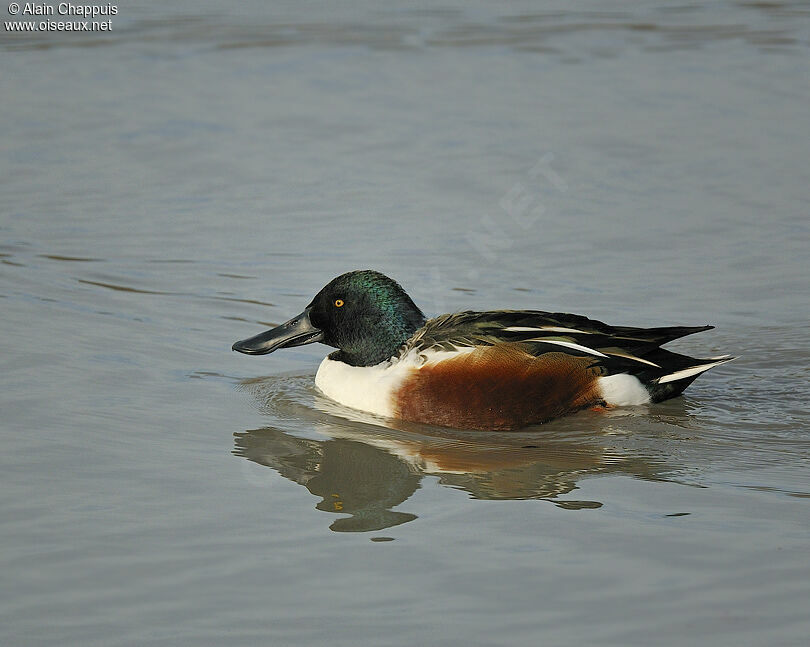 Northern Shoveler male adult, identification, Behaviour