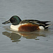 Northern Shoveler