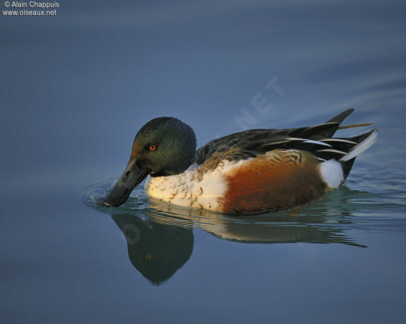 Canard souchet mâle adulte, identification