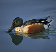 Northern Shoveler