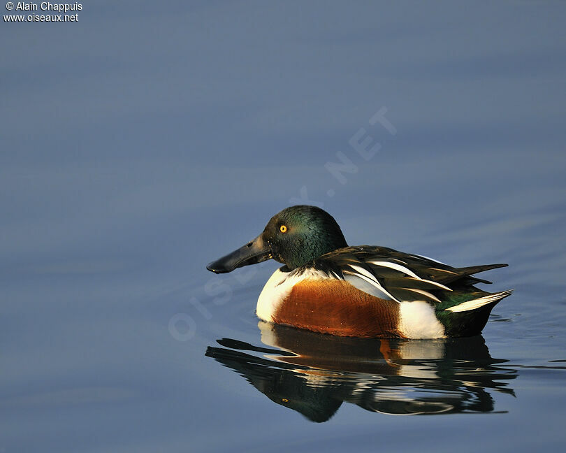 Canard souchet mâle adulte, identification, Comportement