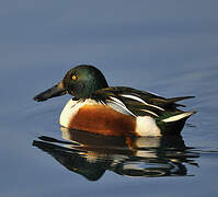 Northern Shoveler