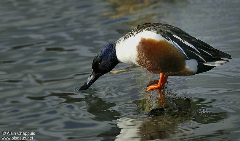 Canard souchet mâle adulte, identification, Comportement