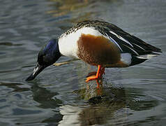 Northern Shoveler