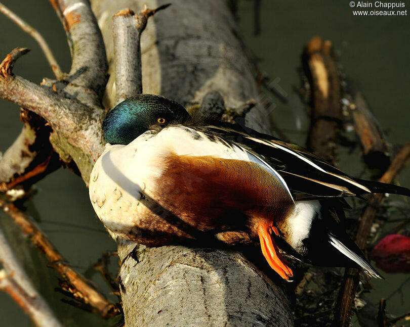 Northern Shoveler male adult post breeding, identification, Behaviour