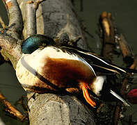 Northern Shoveler