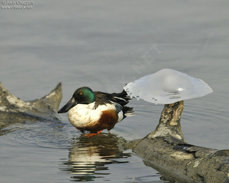 Canard souchet mâle adulte internuptial, identification, Comportement