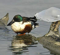 Canard souchet