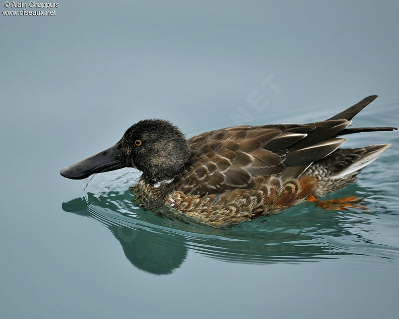 Northern Shoveler male immature, identification, Behaviour