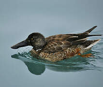 Northern Shoveler