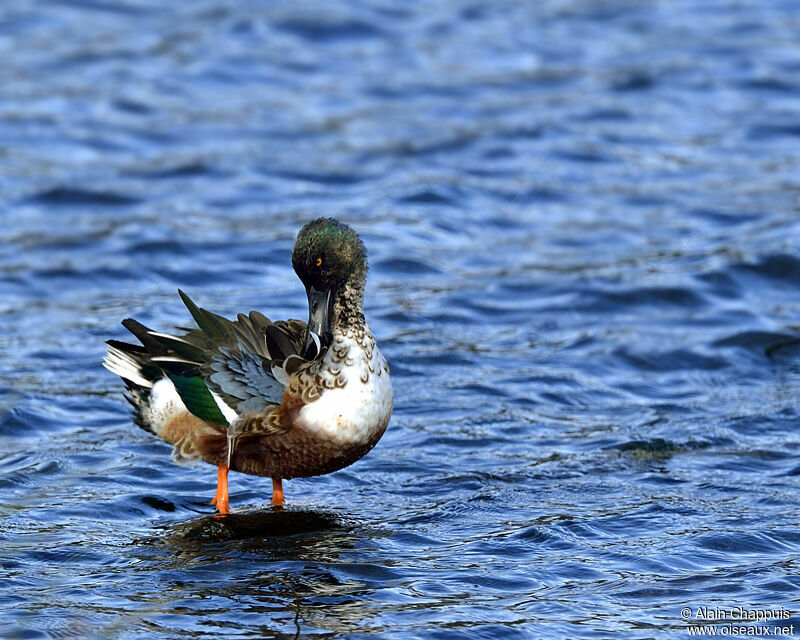 Northern Shoveler male subadult, identification, Behaviour