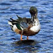 Northern Shoveler