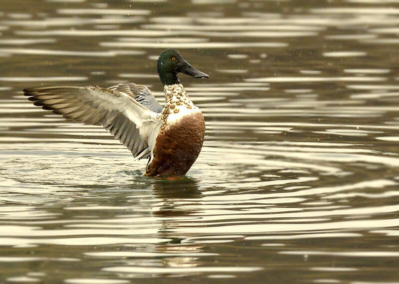 Canard souchet