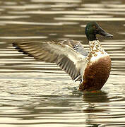 Canard souchet