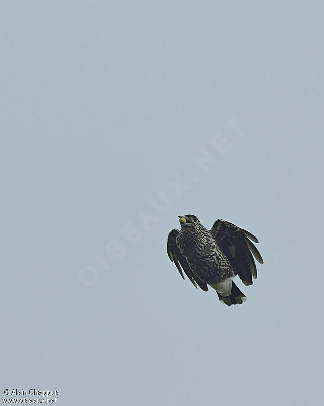 Spotted Nutcrackeradult, identification, Flight, feeding habits