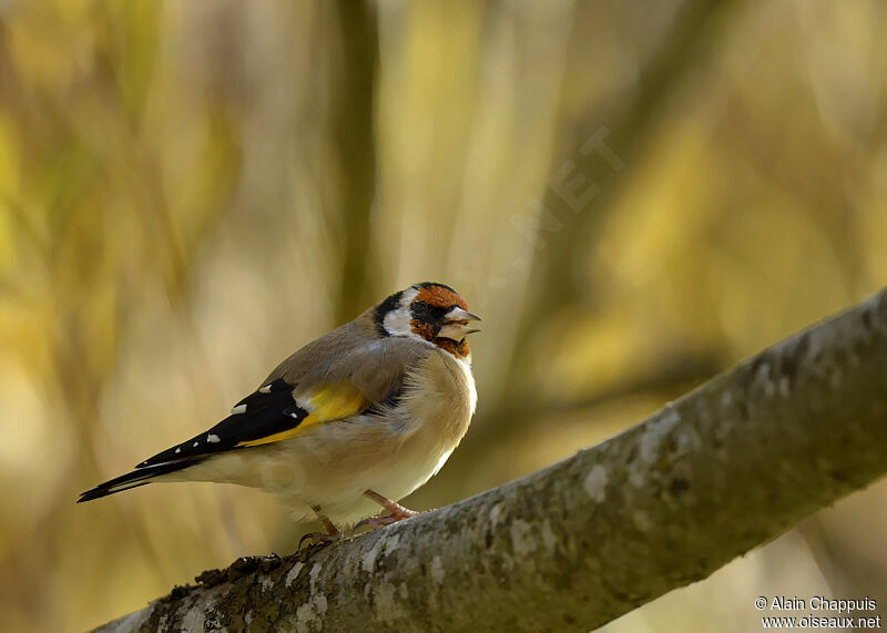 European Goldfinchadult post breeding, identification, Behaviour