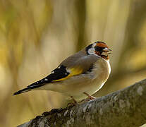 European Goldfinch