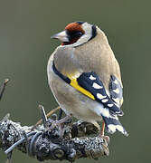 European Goldfinch