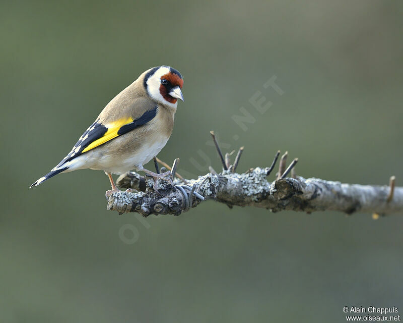 European Goldfinchadult post breeding, identification, Behaviour