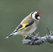 European Goldfinch