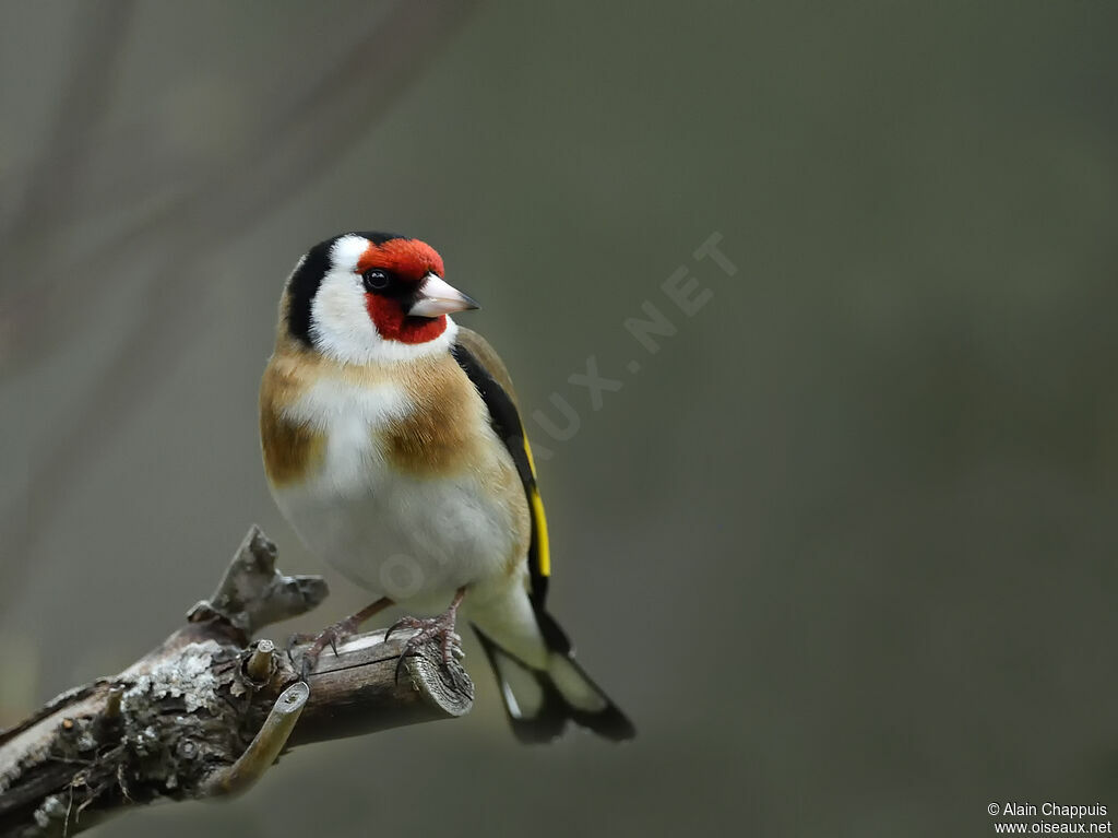 European Goldfinchadult, identification