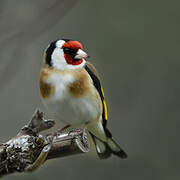 European Goldfinch