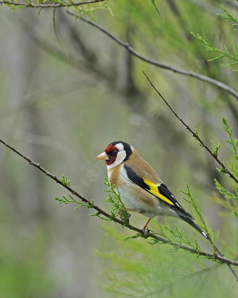 European Goldfinch male adult breeding, identification, Behaviour