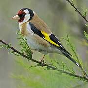 European Goldfinch