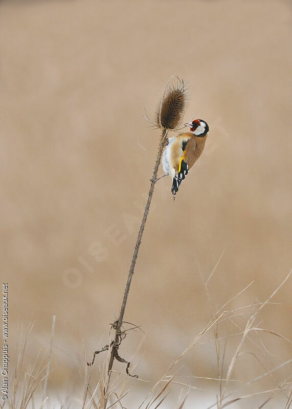 European Goldfinchadult, identification, Behaviour