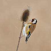 European Goldfinch