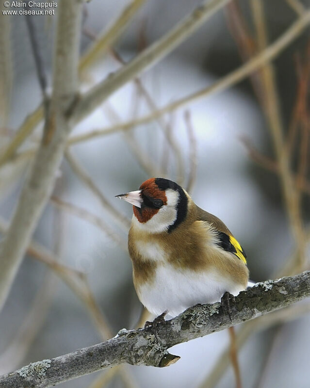 European Goldfinch male adult post breeding, identification, Behaviour