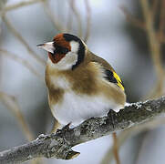 European Goldfinch