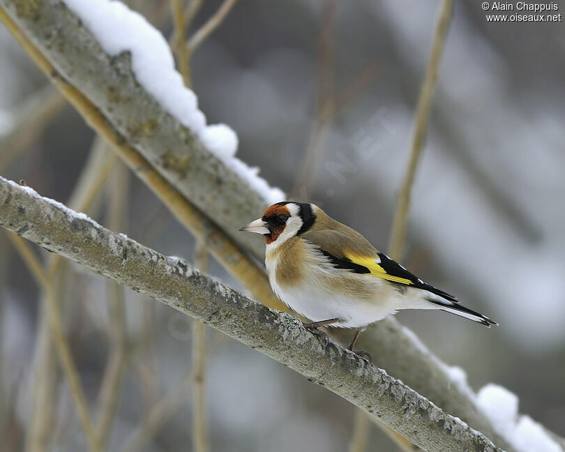 European Goldfinch male adult breeding, identification, Behaviour