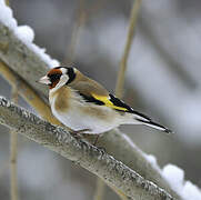 European Goldfinch