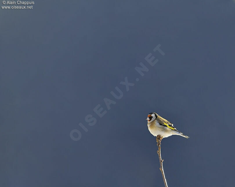 European Goldfinchadult, identification