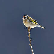 European Goldfinch