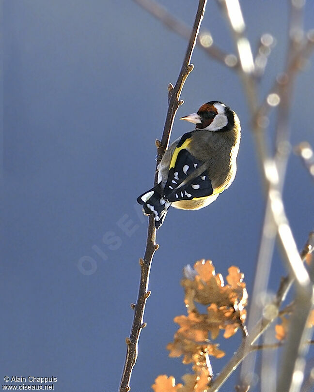 European Goldfinch male adult, identification, Behaviour