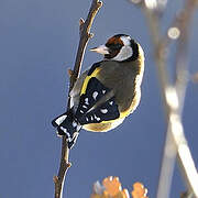 European Goldfinch